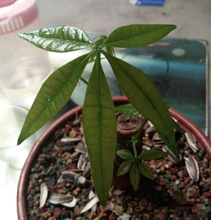 发财树一到秋冬就黄叶，少浇水也不管用，到底是因为啥？