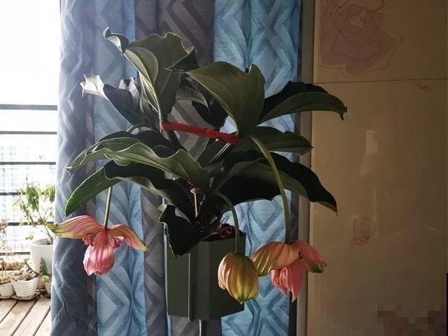 最让人心动的网红花，客厅摆盆它，一开就是3个月！