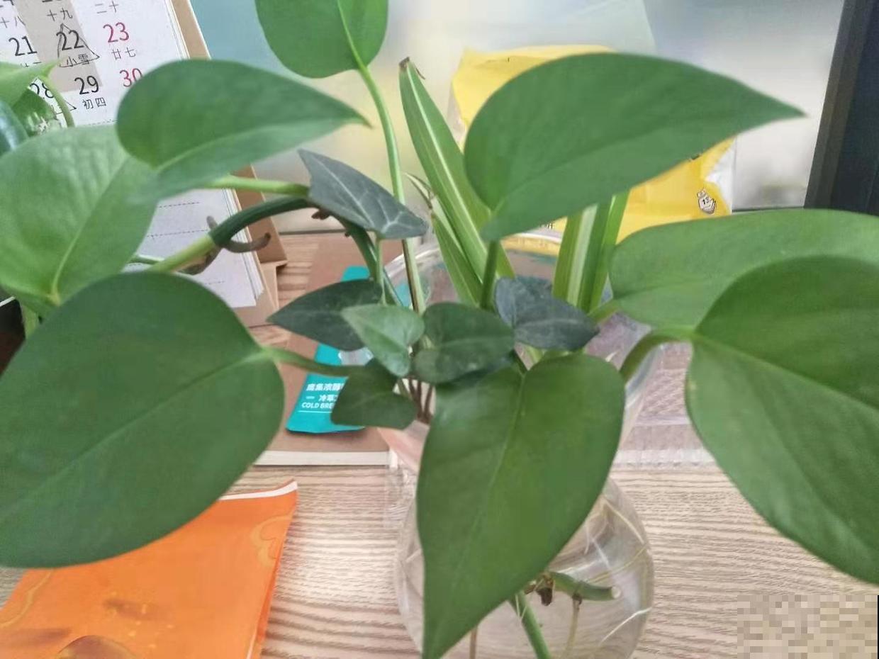 分享养绿萝小经验，回家也这么干，绿萝两周就发芽！