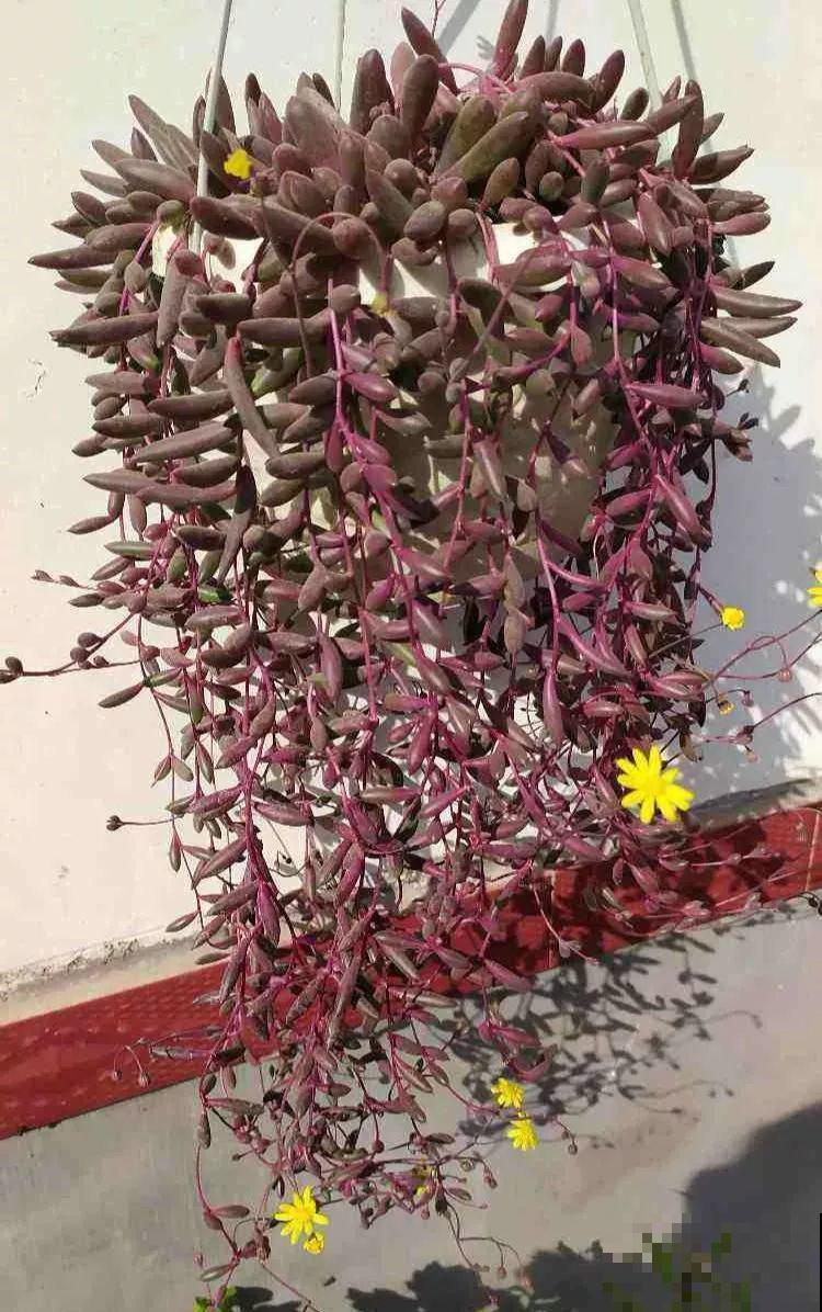 哪些花好养？首选牡丹吊兰，1个月长成小瀑布！