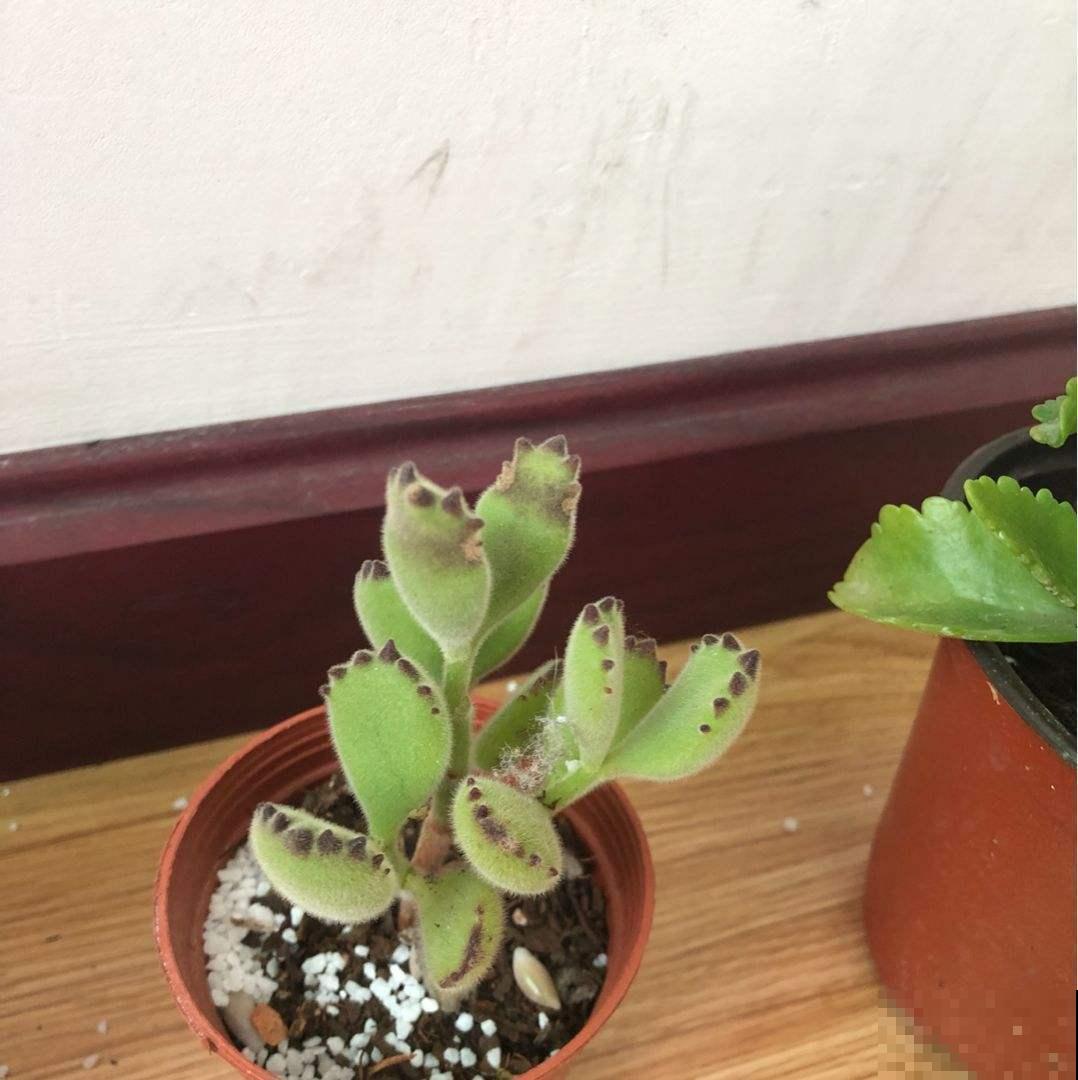 秋天过后多晒太阳，营养充足了，熊童子长得快