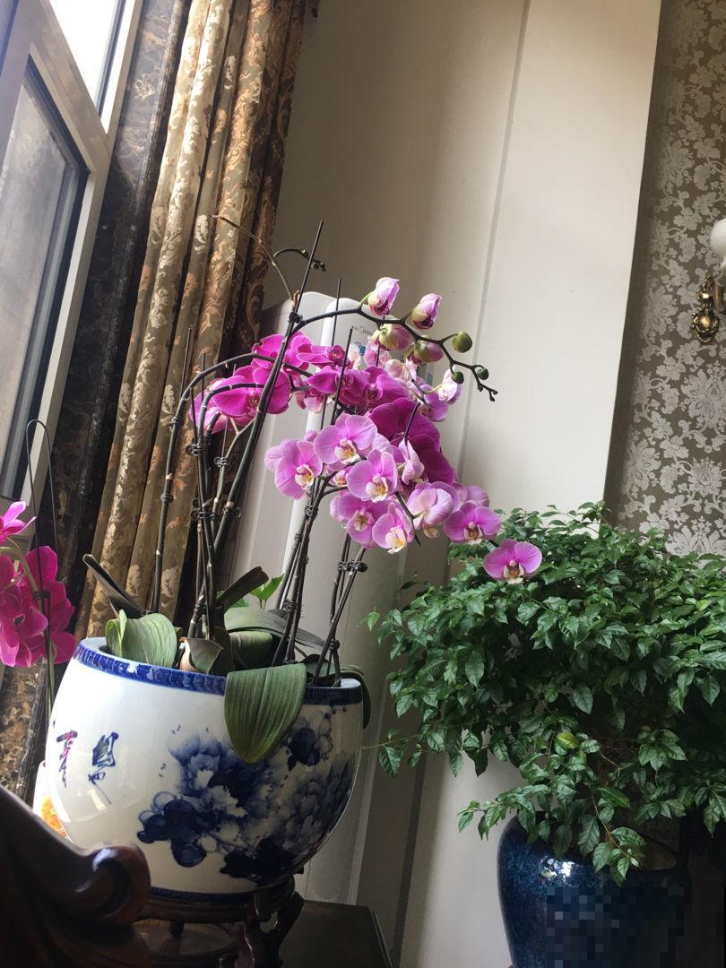 为什么卖花人的蝴蝶兰开的好？原来是这件事作用最大，赶紧学会！