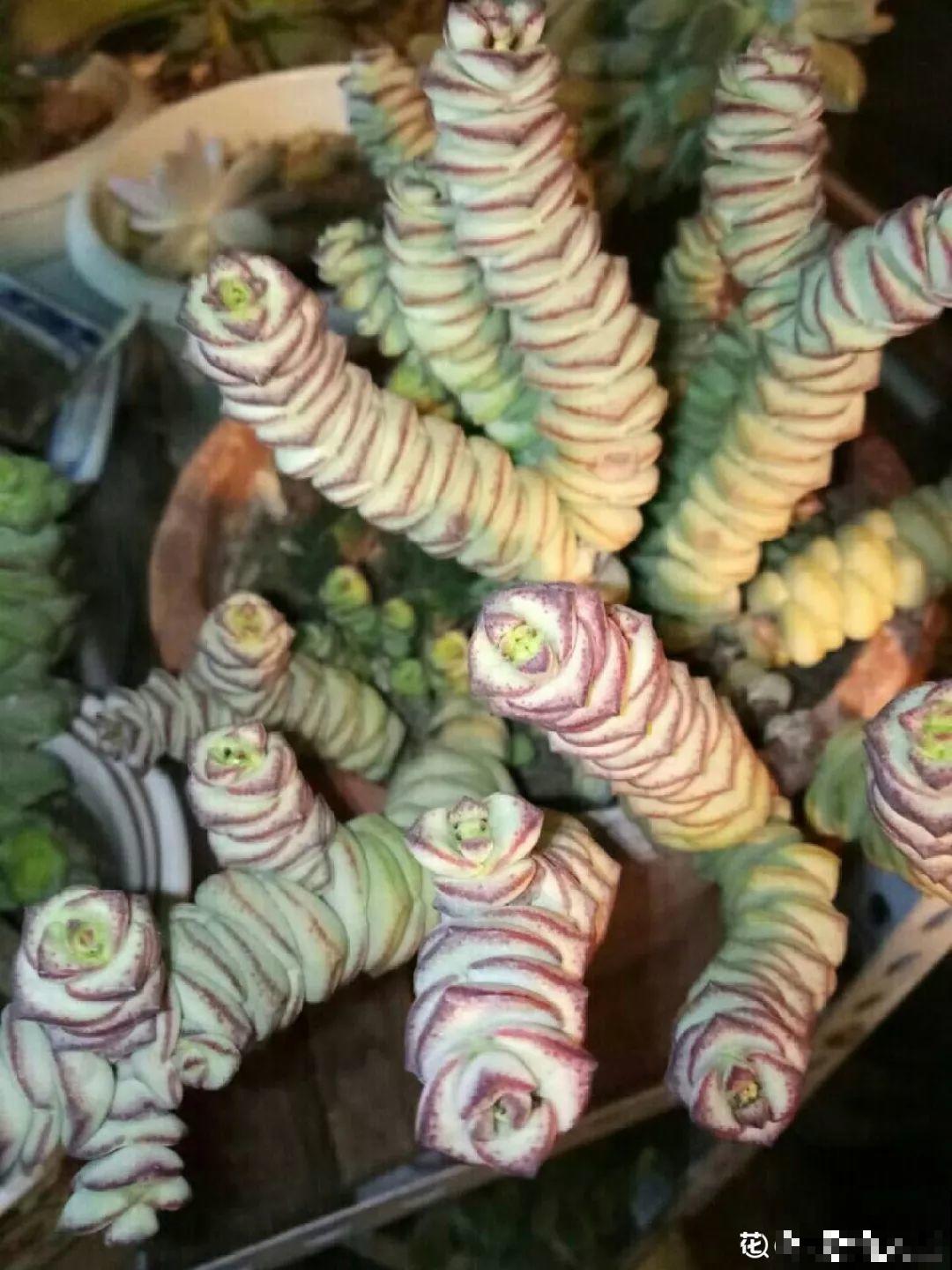 今年最流行的多肉，10个花友9个养，摆一盆特有面子！