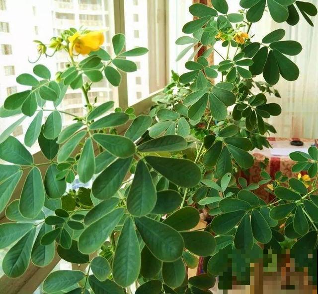 这花种子埋土里就发芽，差点以为是花生，满盆黄花贼亮眼！