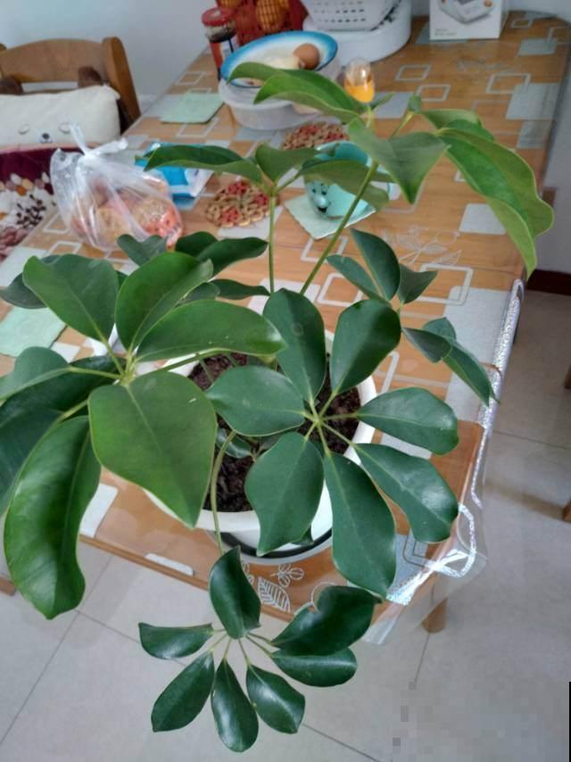 秋冬这样养护发财树，枝繁叶茂有光泽，不担心光秃秃
