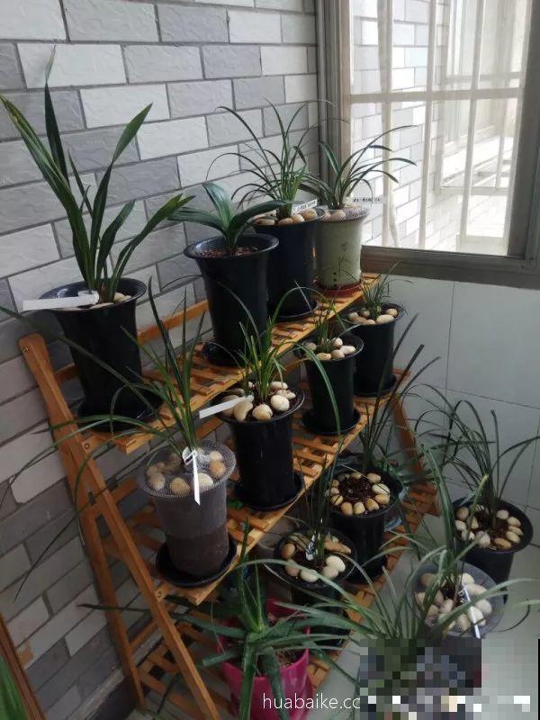 兰花最全养护要点，一年四季绿油油，开花还能香满屋！