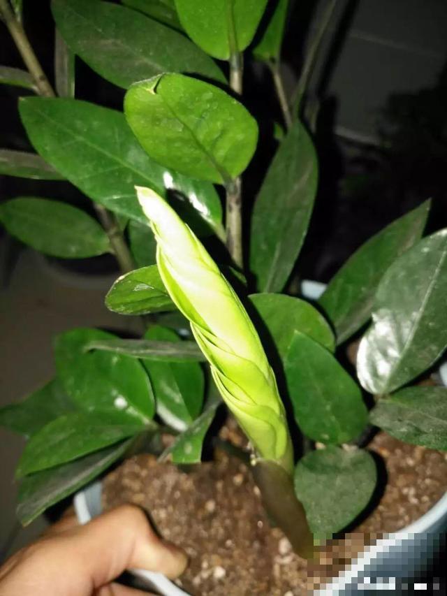 8种花秋冬要穷养，水一多就烂根，再不救只剩空盆！