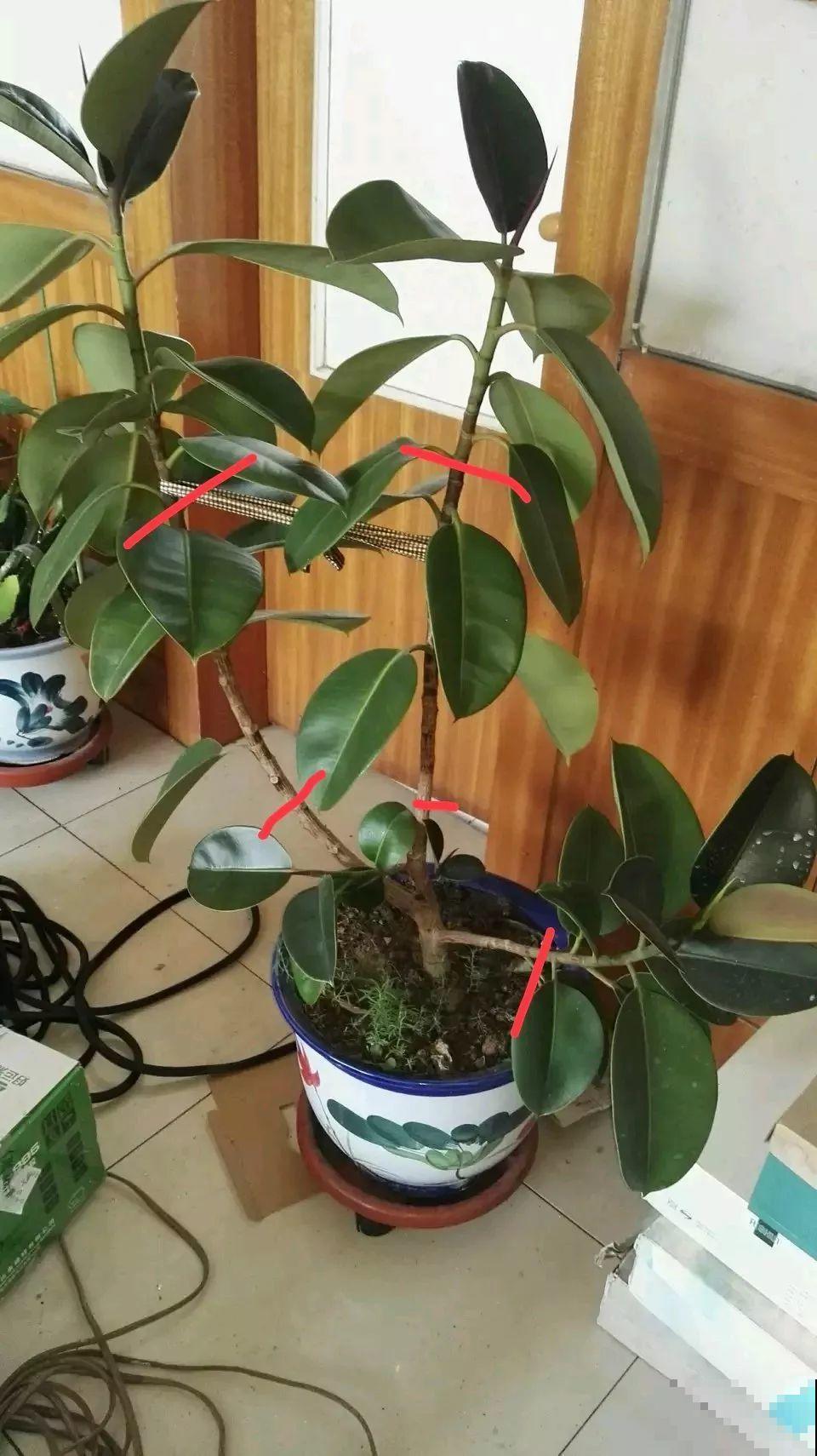 长寿花养出大粗枝，一年到头不窜芽，别等了，赶紧剪！