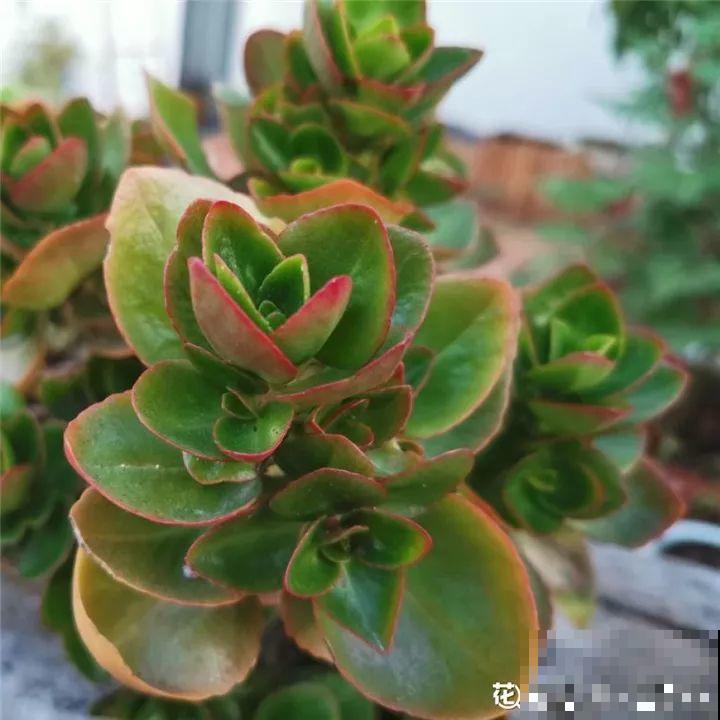 5种花，冬天忍一忍，别换盆，免得活不过一个周！
