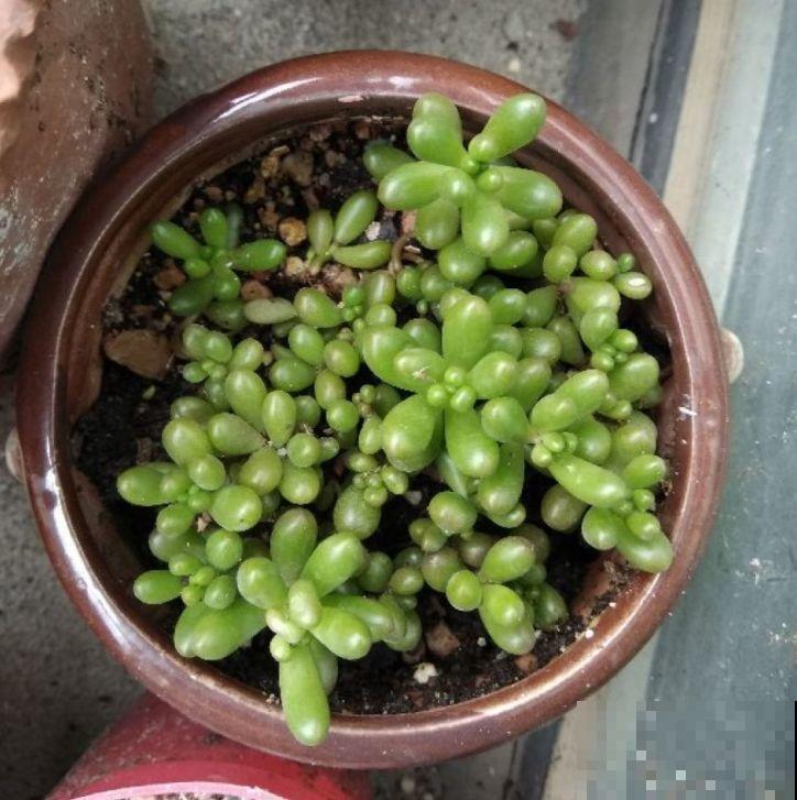 别人玉缀一盆栽5棵，而你就栽一棵，就这样还想爆盆？