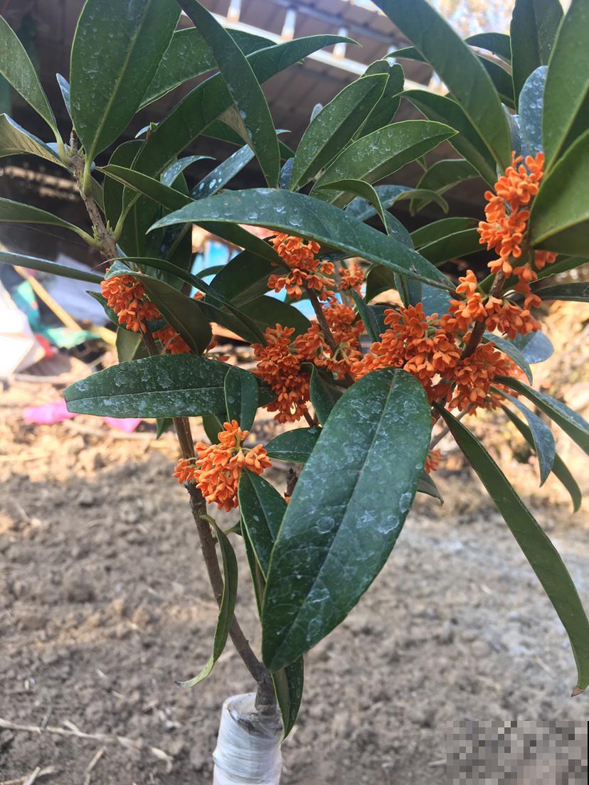 满大街都是的桂花，原来还有这样的品种，快看看你家有吗？