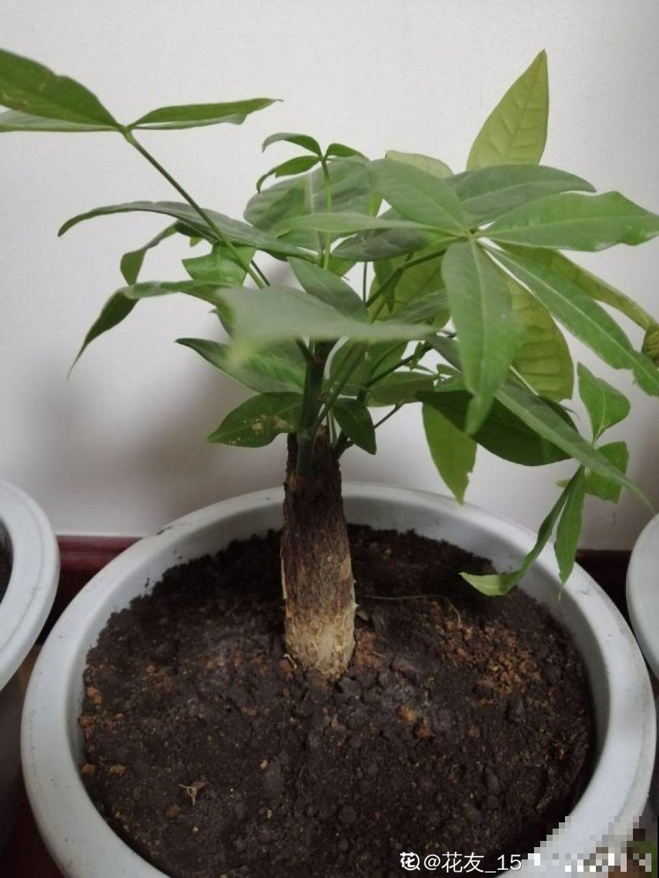 秋冬养花，这种水就别再浇了，不然叶子发黄还哗哗掉！