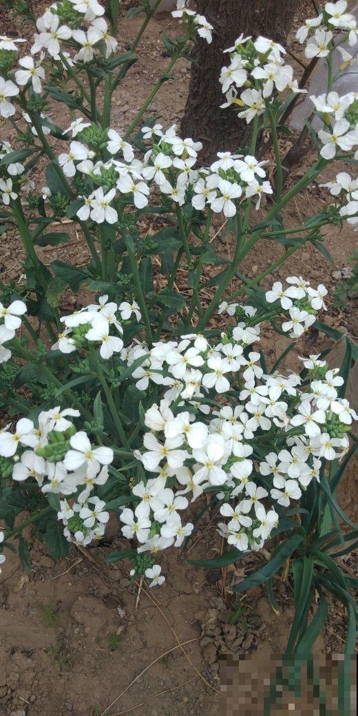 在阳台种点蔬菜吧，赏花吃菜两不误，太实惠了