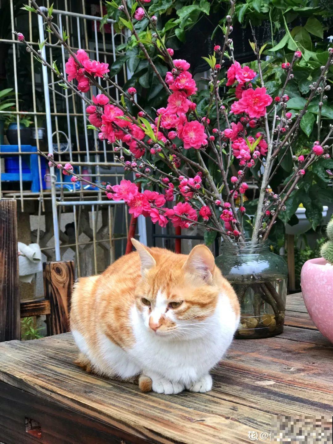 有个小院,养花喂猫,日子越过越充实! 有个小院,养花喂猫,日子越过越充实!