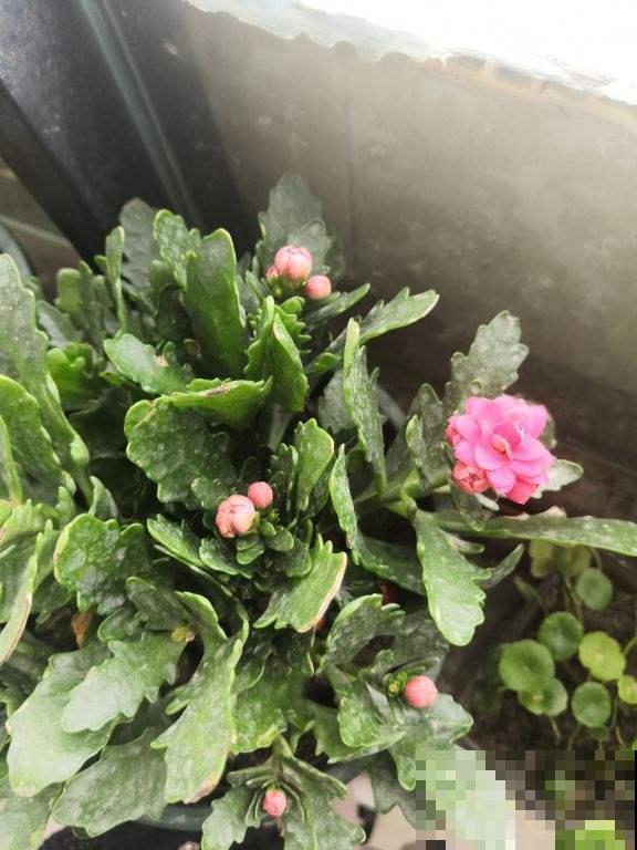 这花在圣诞节前后开放，放在家里真好看，过节还可以赏花