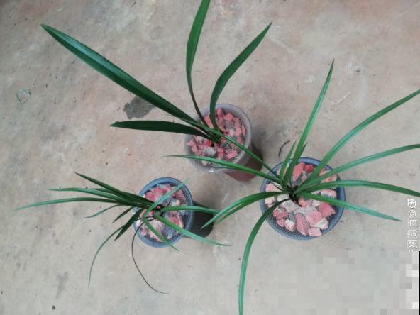 兰花最全养护要点，一年四季绿油油，开花还能香满屋！