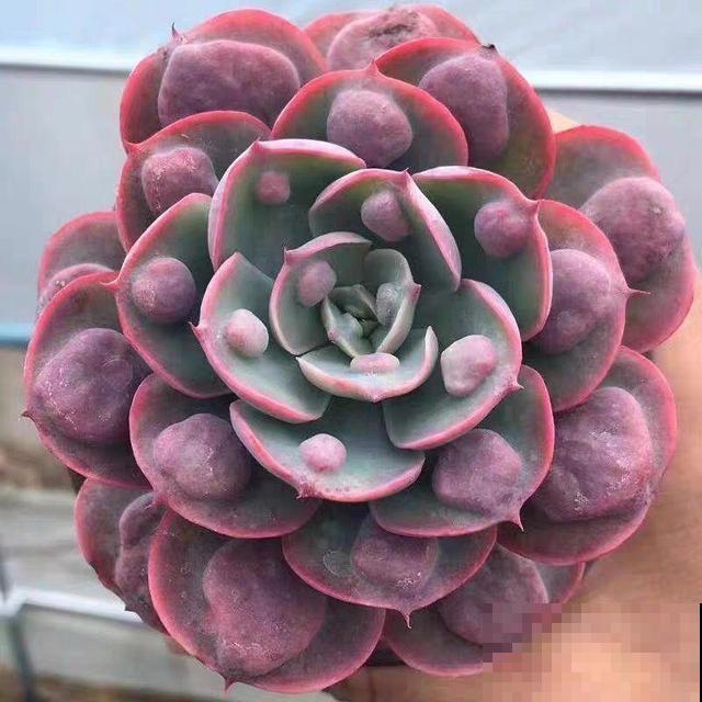这6种多肉，刚买的时候丑的吓人，先别急着扔，越养越贵气！