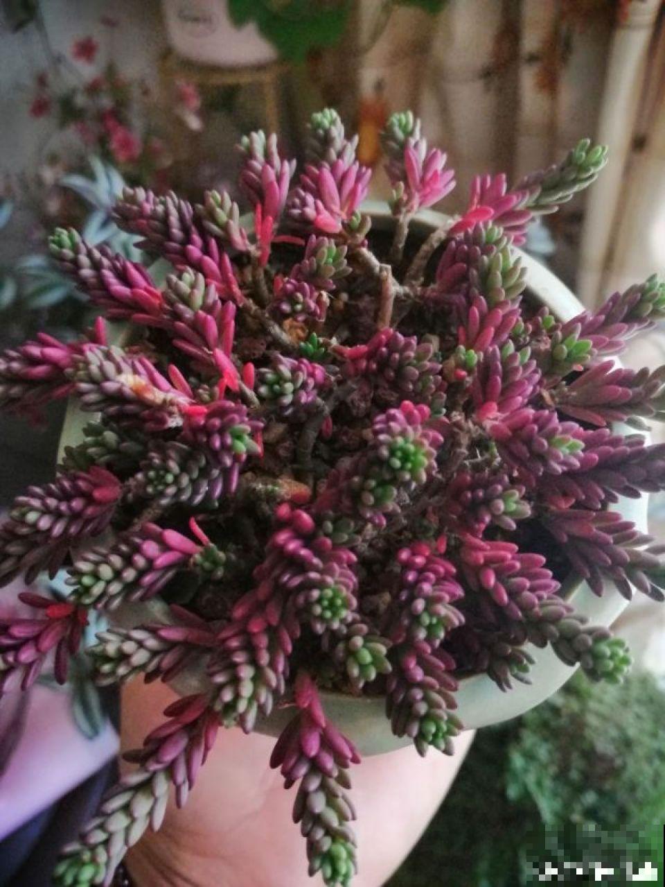 价格便宜颜色粉嫩，这花太值了，赶快入手吧