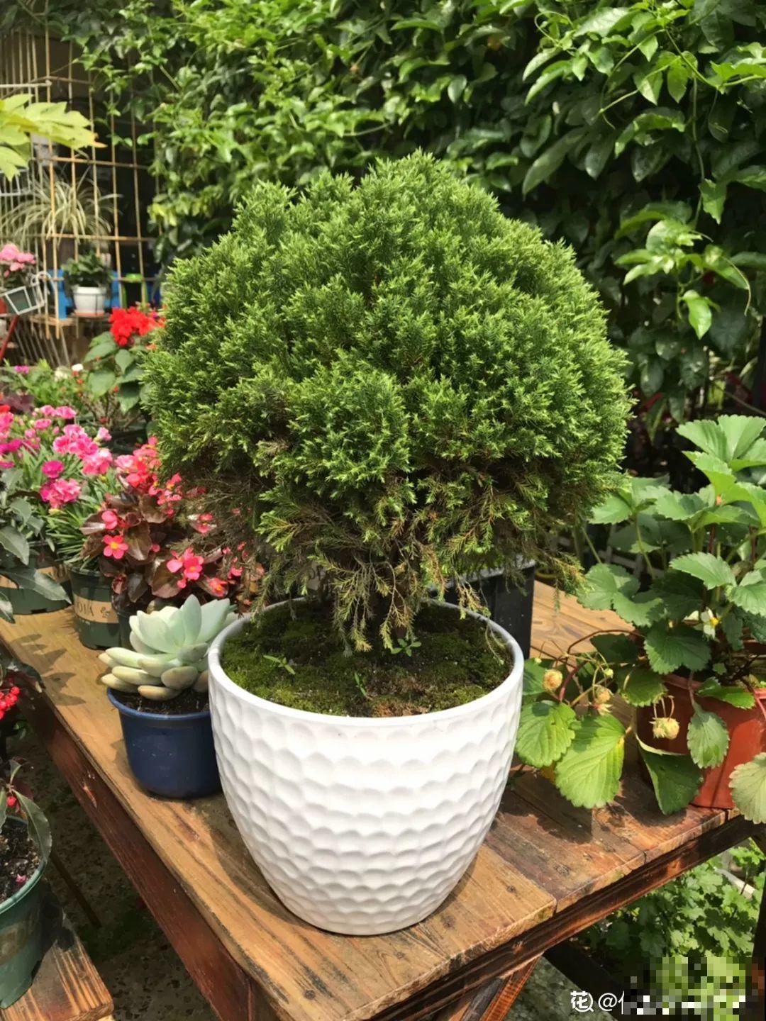 有个小院,养花喂猫,日子越过越充实! 有个小院,养花喂猫,日子越过越充实!