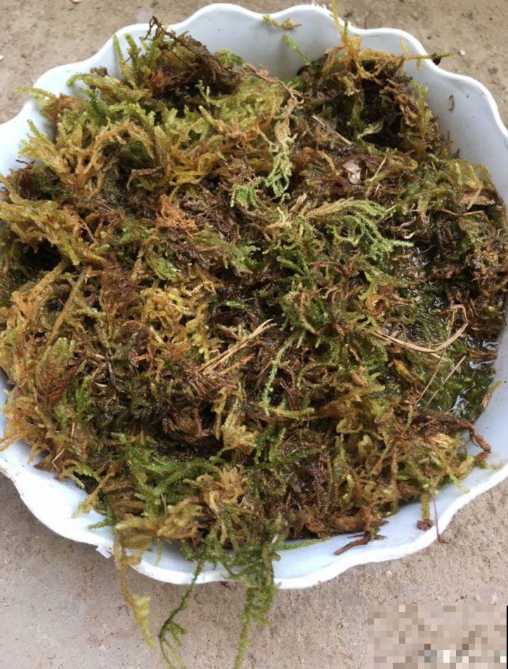 这花就得虐着养，套个袋子捂一捂，揭开立马冒花苞！