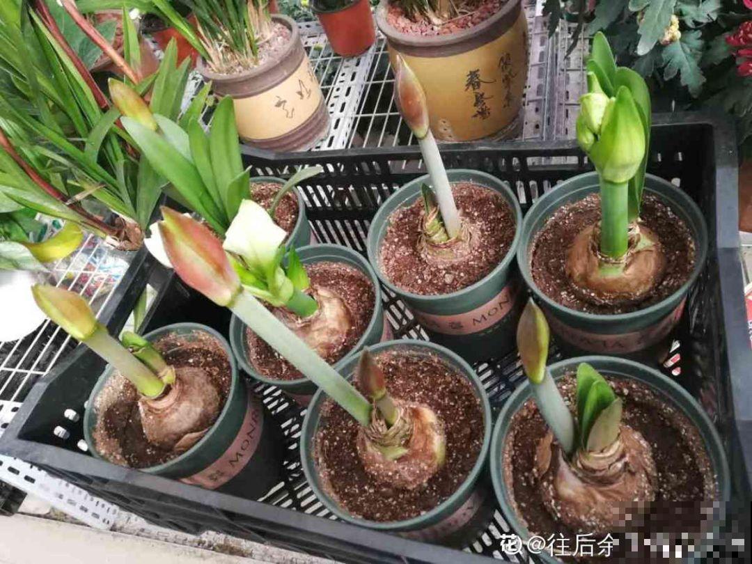 5种花别喷水，一喷叶子就发黄，小心3天掉成光杆！