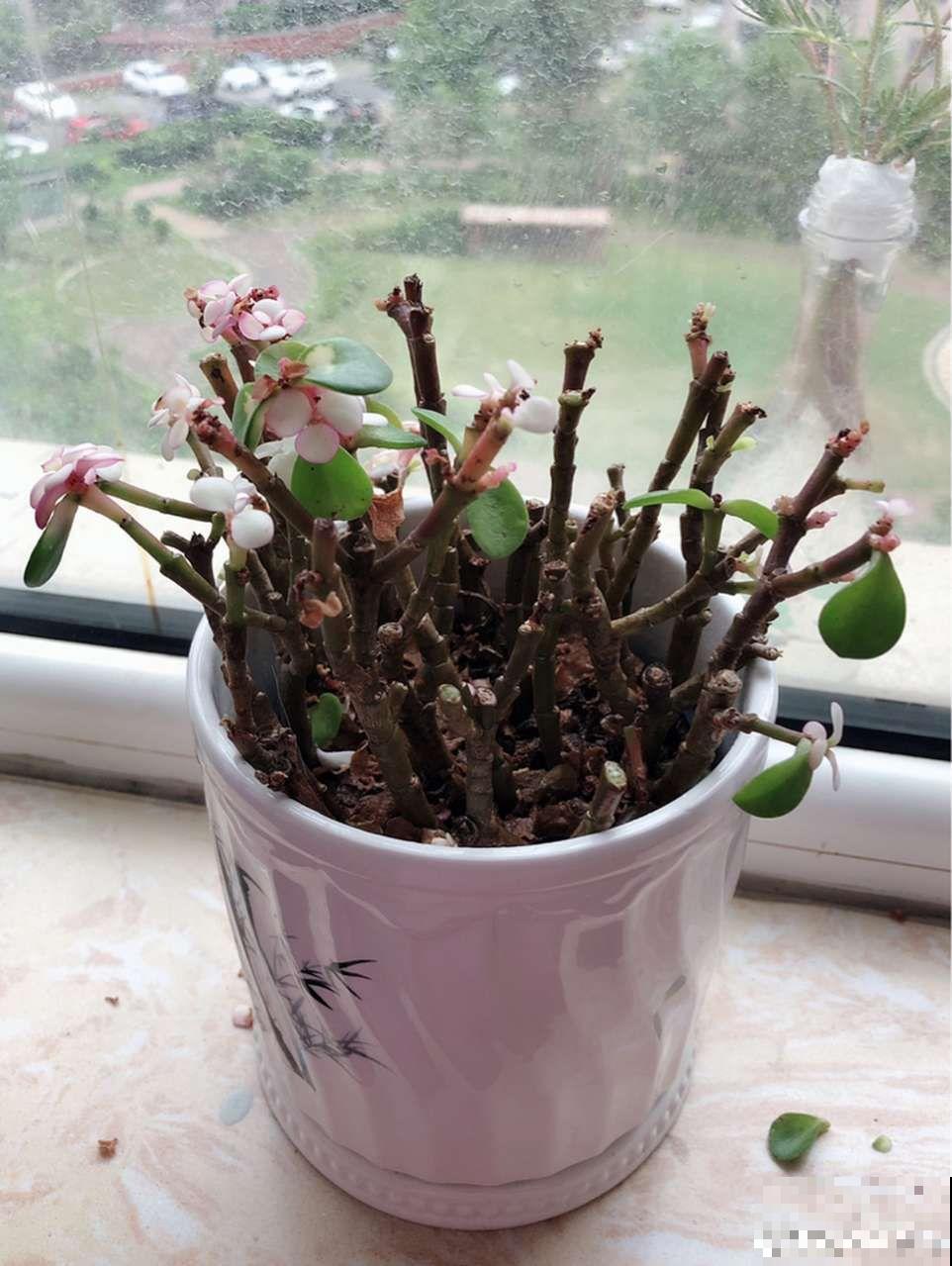 这花真让人眼馋，邻居天天跑来要，烦都烦死了！