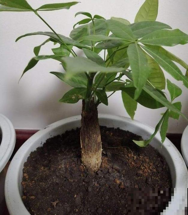 发财树一到秋冬就黄叶，少浇水也不管用，到底是因为啥？