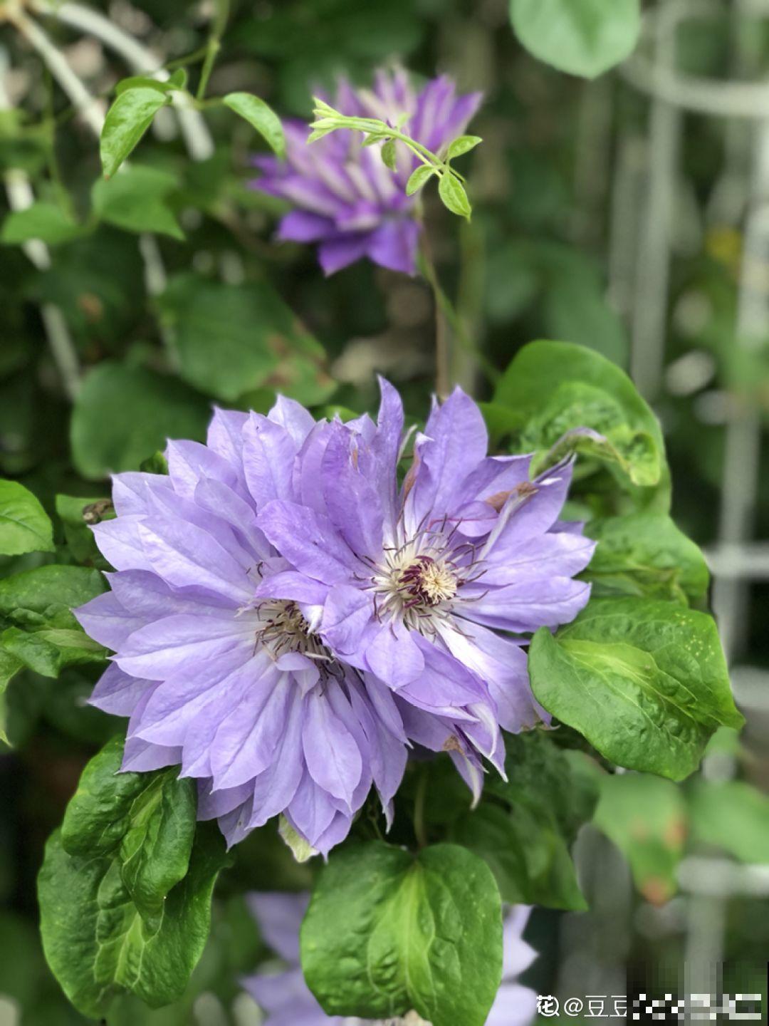 不同季节种不一样的花，这样的院子，才是我心中的世外桃源！