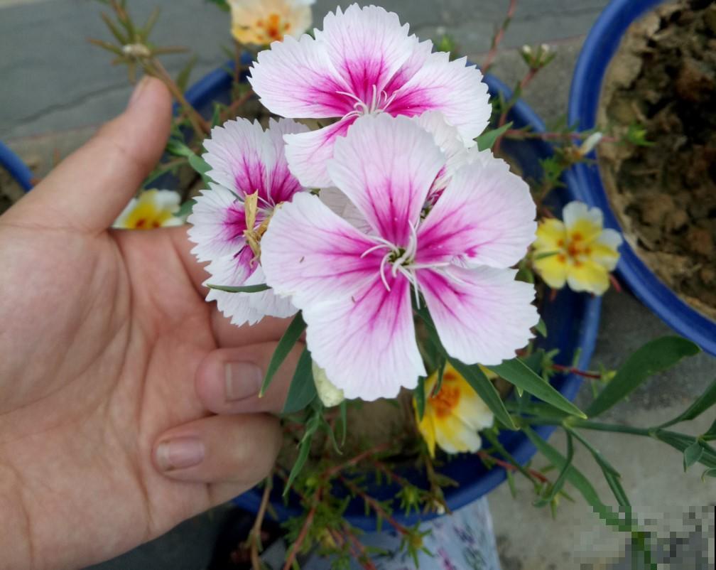 石竹花虽小但很美，很好养，撒点种子，就能长！