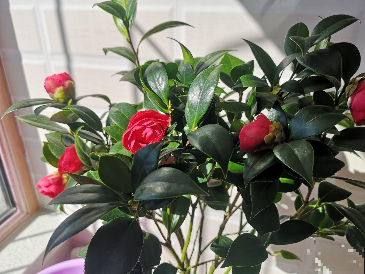 这花娇艳欲滴，天冷就要注意入室，小心落花