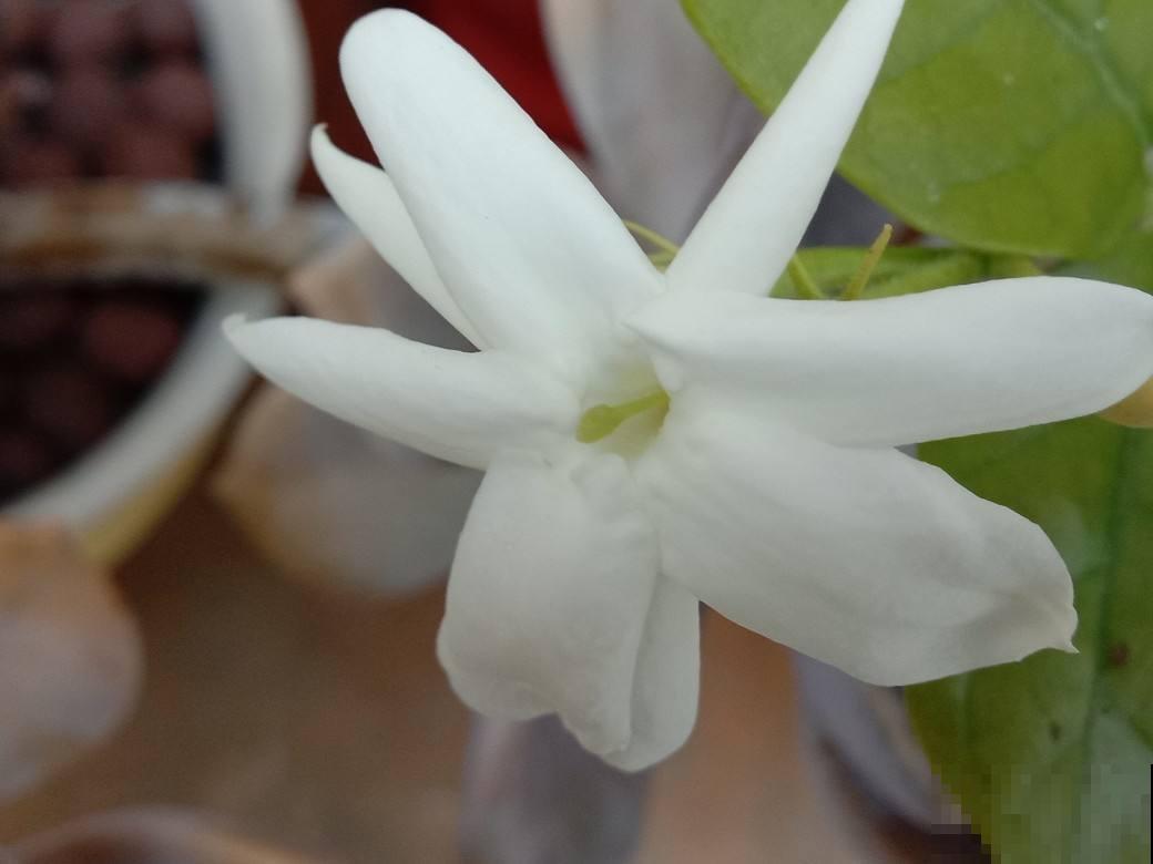 家里有盆茉莉花，邻居大妈说秋天不能换盆，吓得我赶紧去咨询老农