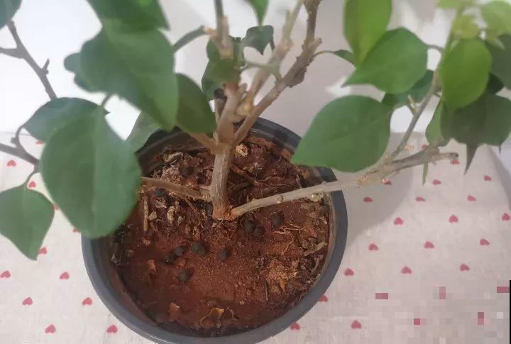 30种花冬天浇水技巧，根不烂，来年春天猛蹿新叶！