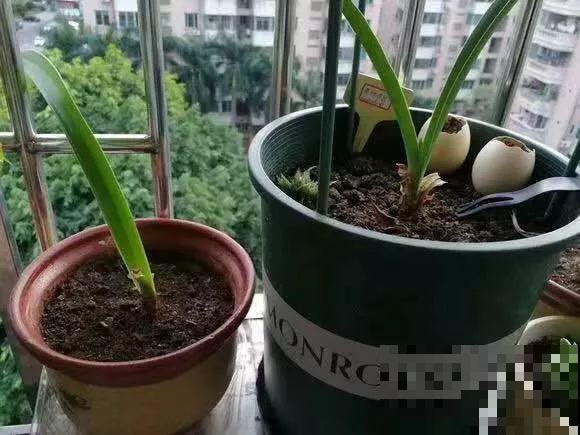 养花别用这种盆，养啥死啥，1棵都不剩！