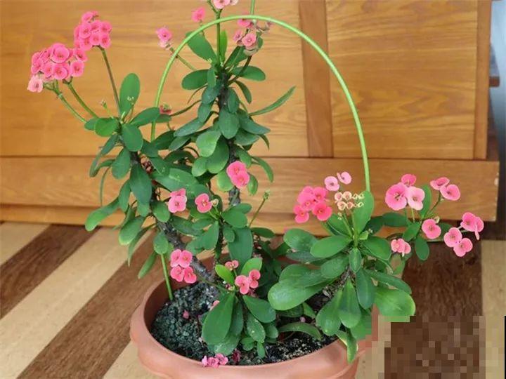 这15种花，别乱碰、别乱吃，家里能不养就不养！