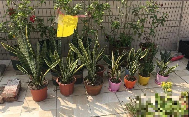 这3种花最好别扦插，越养越难看，重瓣花也能变单瓣！