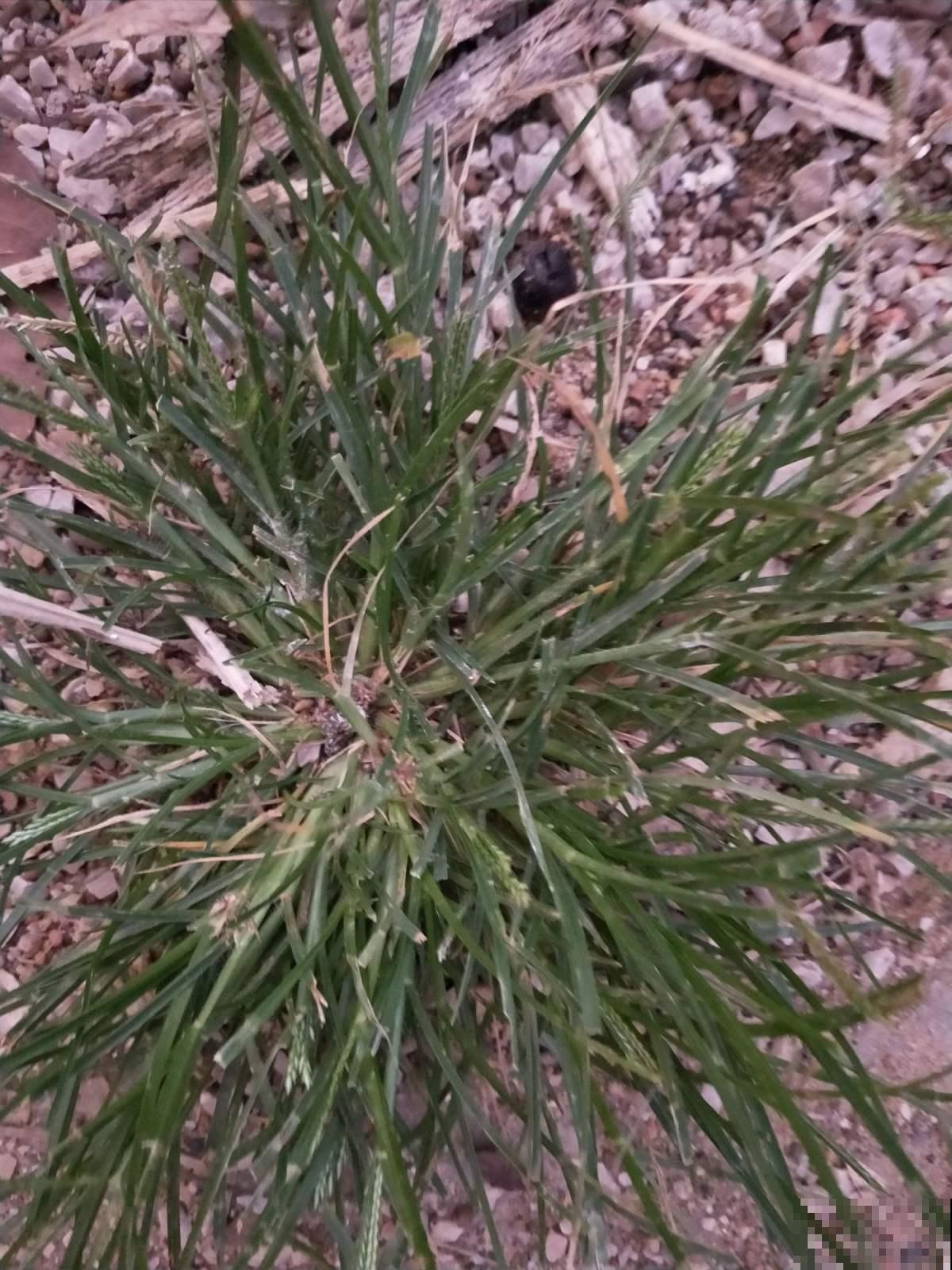 这种荒地野草能泡澡，力大如牛者都拔不动，村里人笑称大屁股草