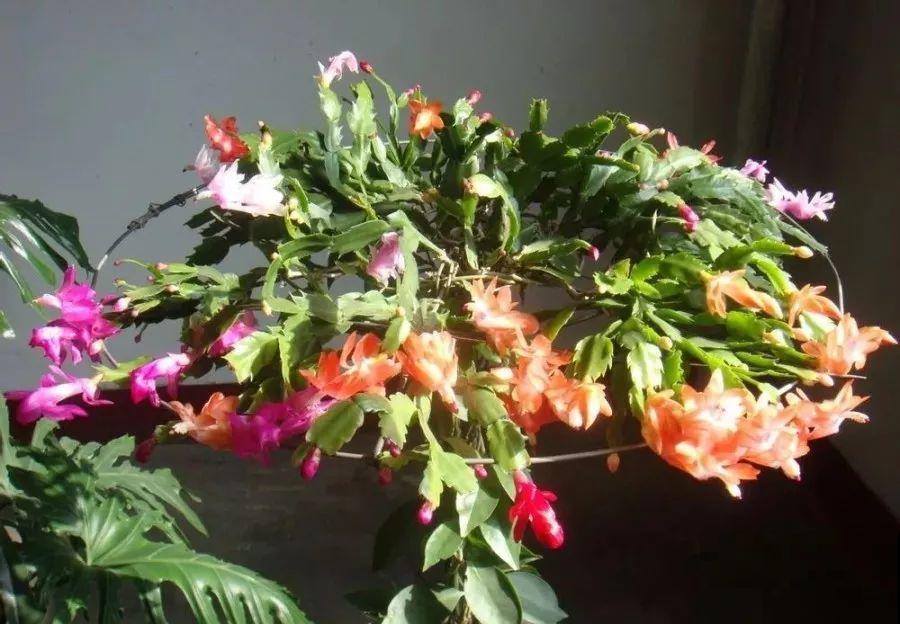 蟹爪兰绑树枝上，花量猛增不烂根，咋养都不死！