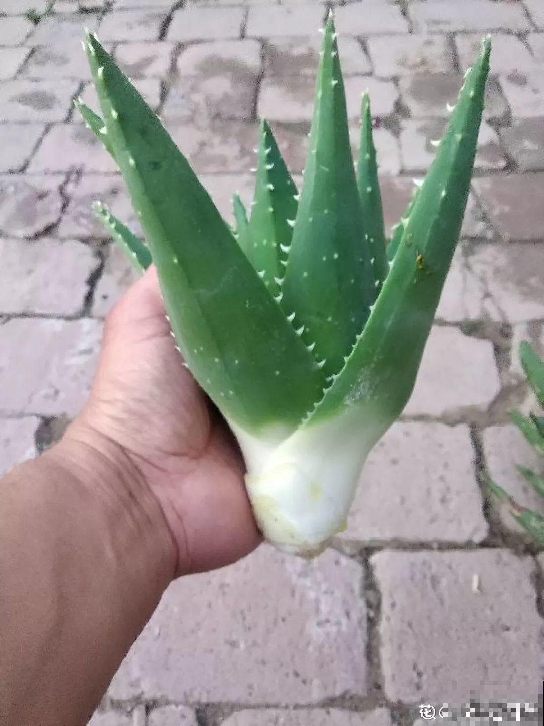 垃圾桶里捡到这3种花，剪一剪叶子就活，再也不用买花了！