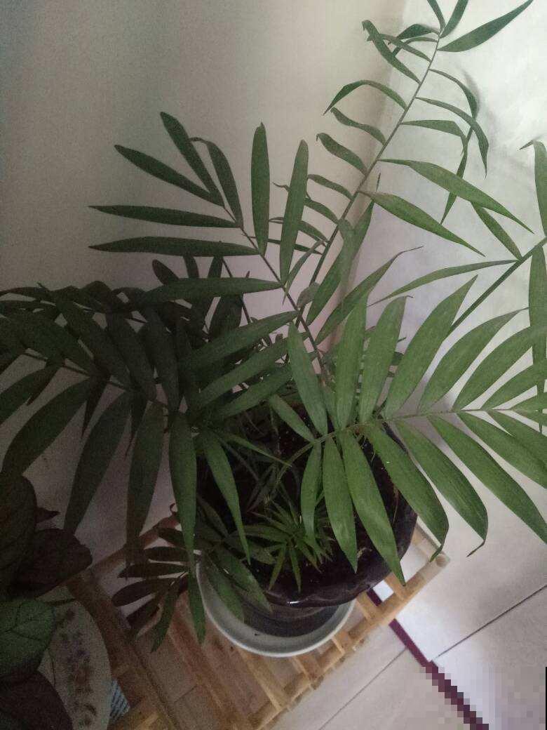 秋冬空气干燥灰尘多，在家养这几种植物，除尘除菌