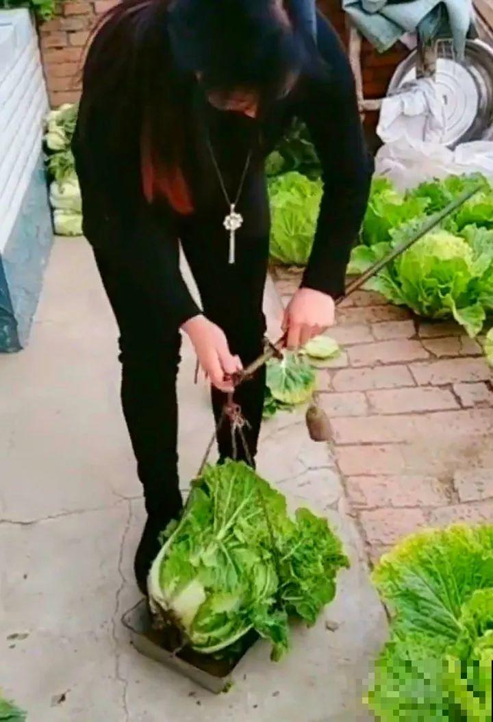 空荡荡的砖地,被她种了上百颗包菜,一年到头吃不完! 空荡荡的砖地,被她种了上百颗包菜,一年到头吃不完!