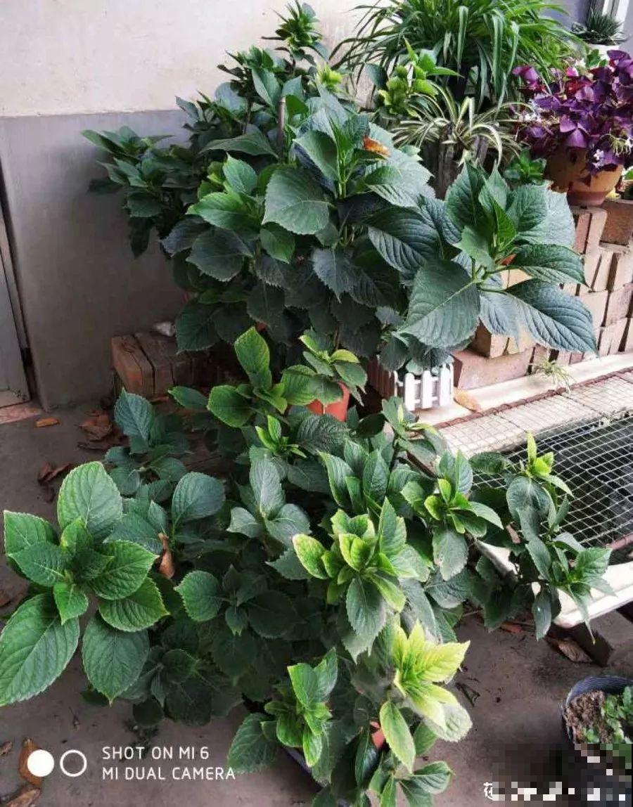 这6种花，先别往屋里搬，外面冻俩月，花开才更旺！