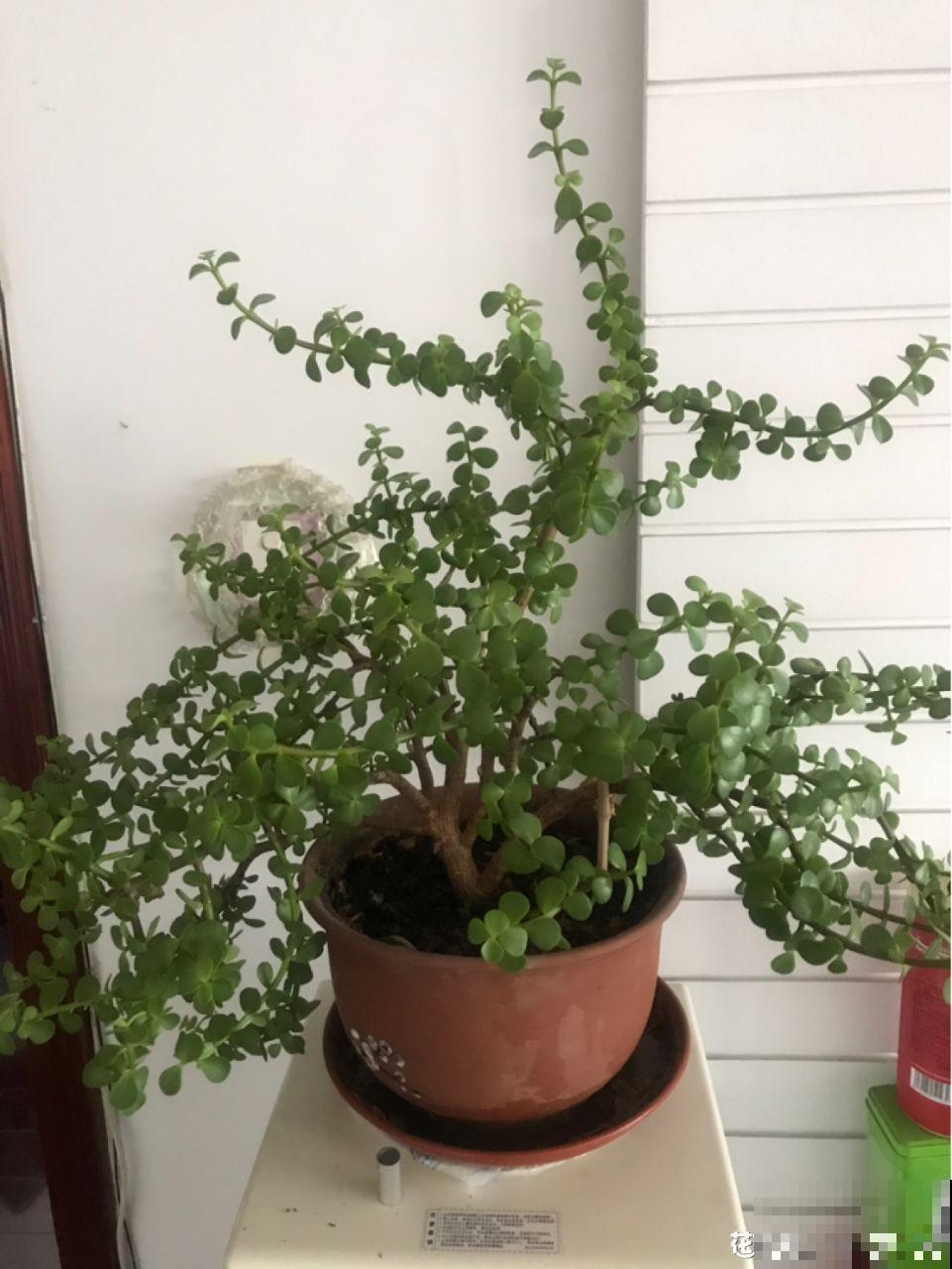 10种招财花，越养越气派，家里有一盆好运连连！