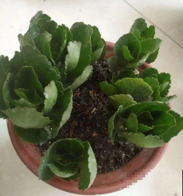 长寿花品种这么多，你只养过一种，亏不亏？