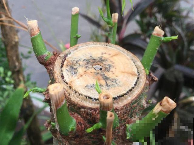 8种花秋冬要穷养，水一多就烂根，再不救只剩空盆！