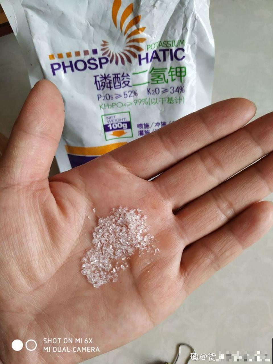蟹爪兰光长叶子不开花？用它喷一喷，能看一冬天！