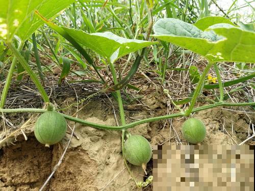 你吃过这种小圆瓜吗，野外满地都是，很多人小时候都吃过！