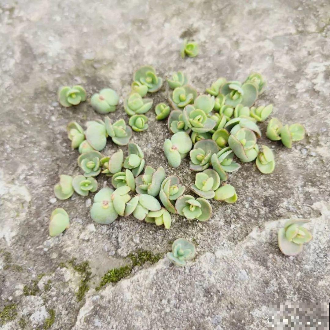 这花一定要慎养，到家就疯长，半年就想扔了！