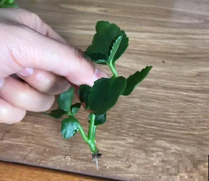 长寿花这么养，开成一个花球，一年到头叶子绿油油！