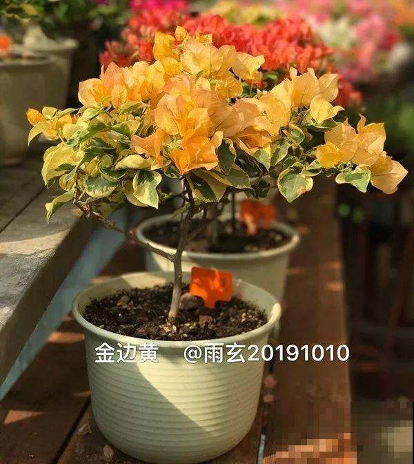 家里有三角梅的，露养断水2个月，安全越冬不用愁！