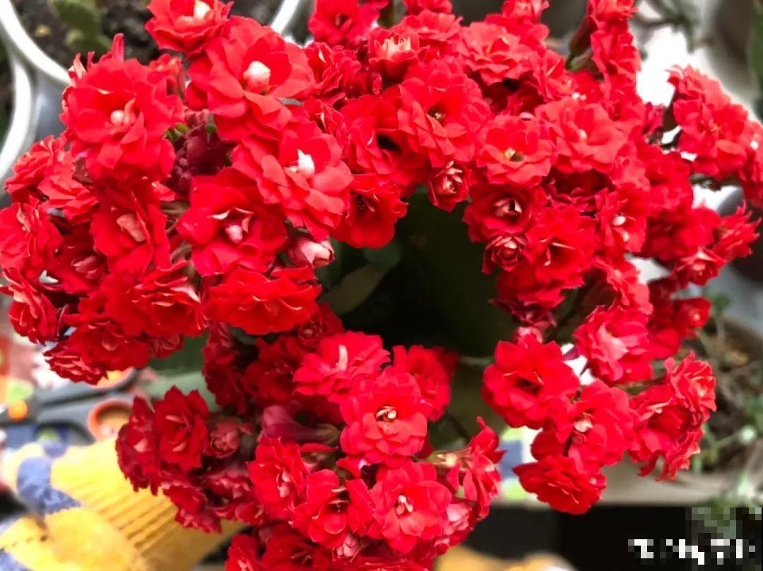 花市里猫腻多，碰见这10种花，再便宜也别买！